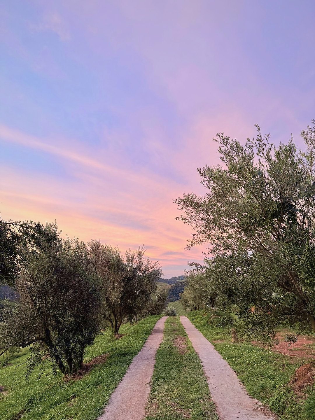Caminho de concreto entre oliveiras sob um céu rosa e lilás de fim de tarde