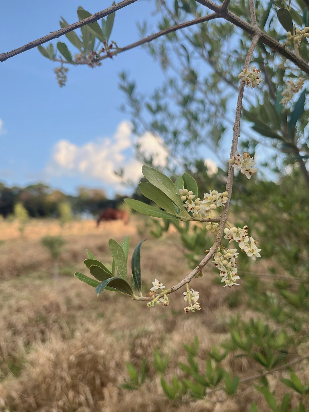 Ramo de oliveira florido em primeiro plano, com um cavalo pastando no campo ao fundo