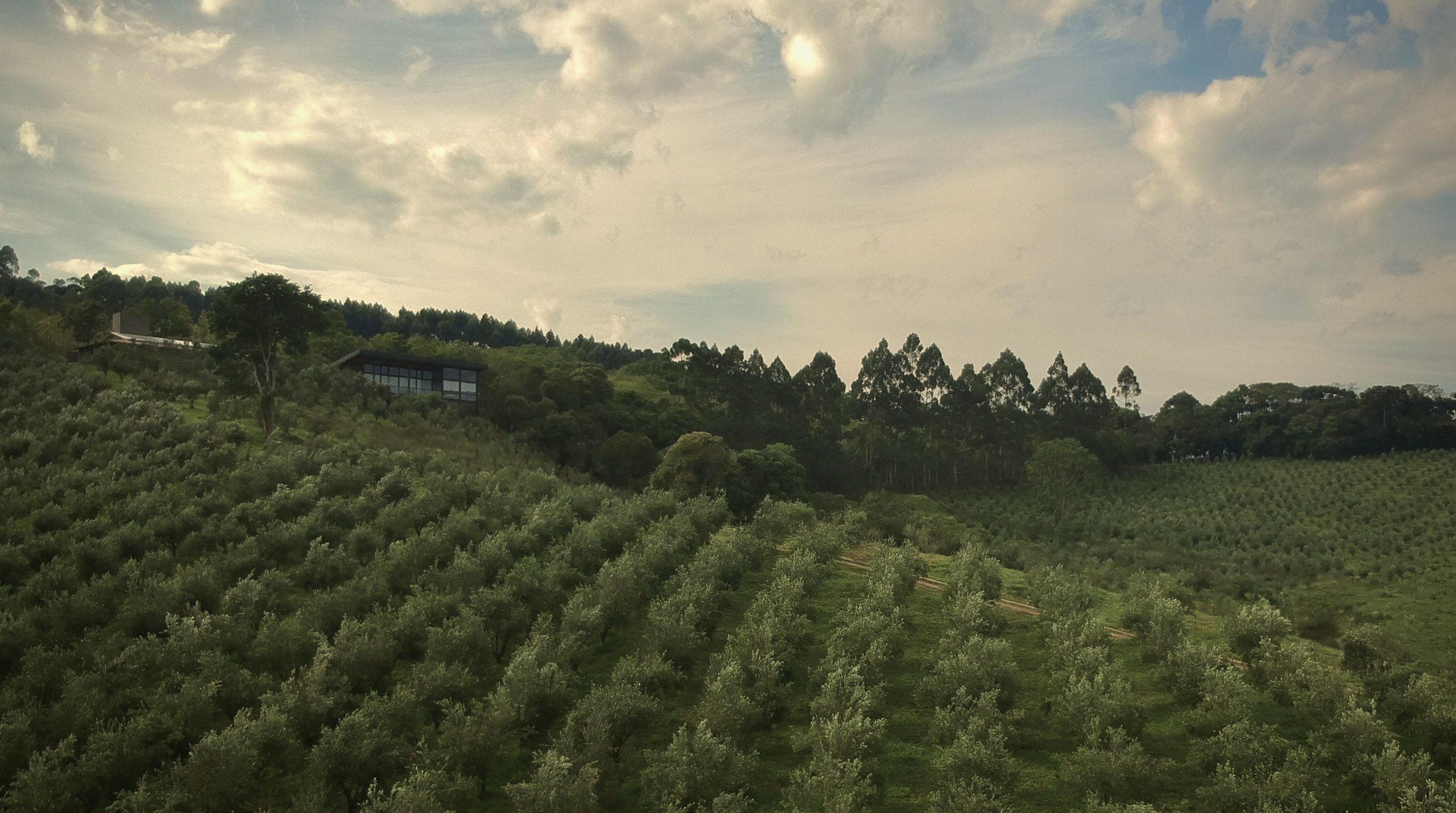 Fileiras de oliveiras na encosta do nosso olival na Serra da Mantiqueira, com a casa e os eucaliptos ao fundo sob um céu de nuvens