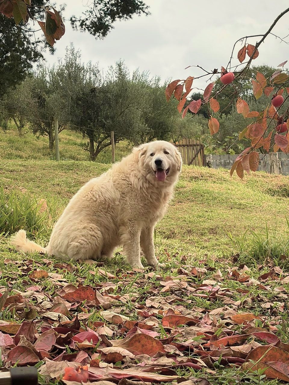 Pipo, o cachorro branco e peludo mascote da PuraOliva, sentado na grama entre folhas caídas, com oliveiras ao fundo