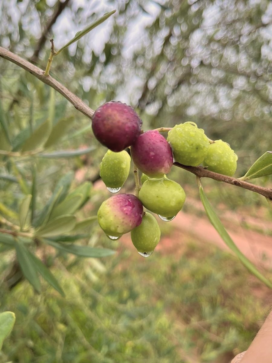 Azeitonas verdes e arroxeadas com gotas de orvalho no galho